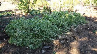 Над 16 килограма тревисти канабисови растения са открити и иззети