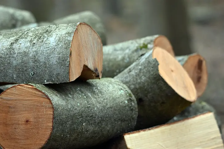 МВР с масови акции за незаконен дърводобив в цялата страна