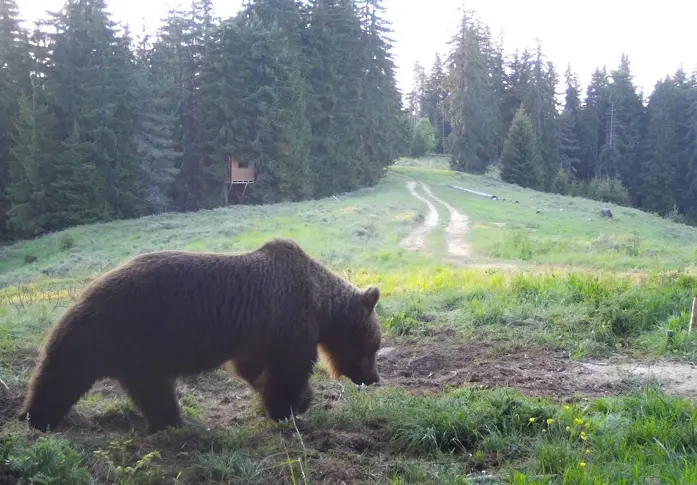 И в Борино искат отстрел на проблемна мечка, напада наред овце и телета в района 