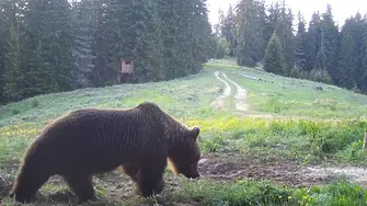 И в Борино искат отстрел на проблемна мечка, напада наред овце и телета в района 