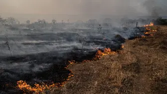 След пожарите: Големи части от Амазония може никога да не се възстановят 