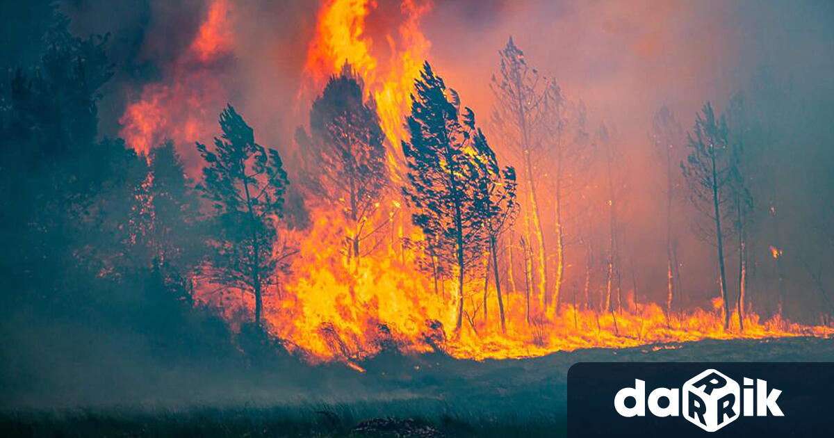 Небрежна работа с огън причинила пожар в гора в землището