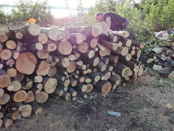 Откриха 8 куб.метра дърва за огрев, придобити незаконно