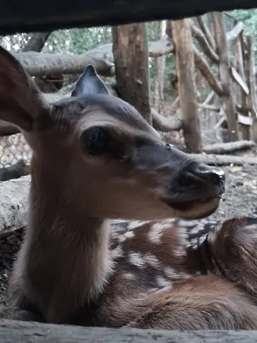 Роди се еленче в Центъра за защита на природата и животните