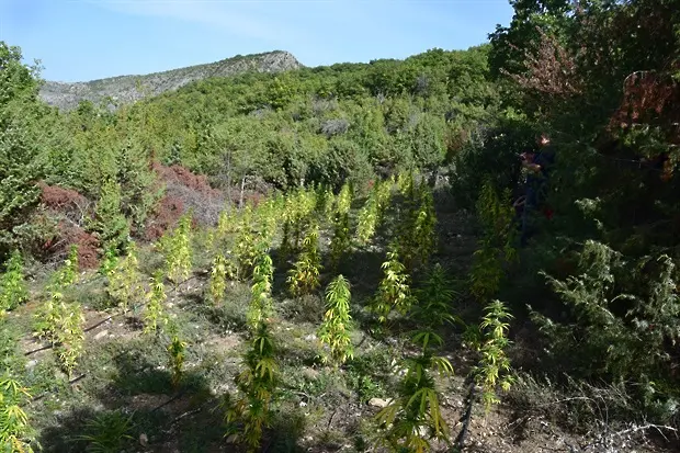 642 растения канабис изкорениха кюстендилски полицаи в село Буново, задържан е немец