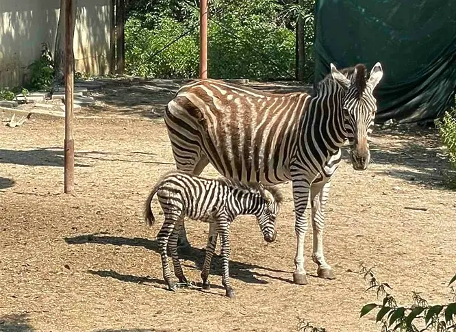 Зебра се роди в зоопарка в София за първи път от 30 години