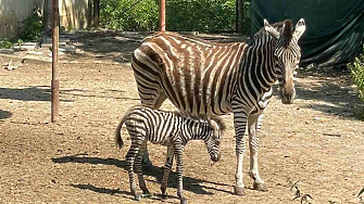Зебра се роди в Зоологическата градина в София за първи