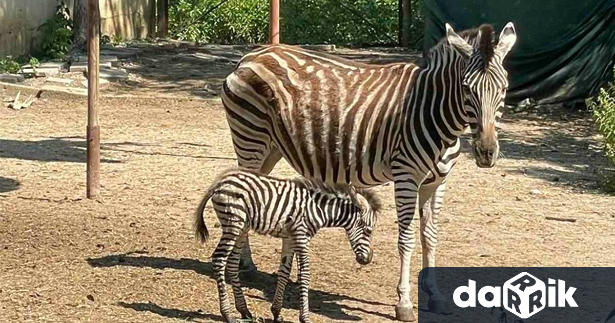 Зебра се роди в Зоологическата градина в София за първи