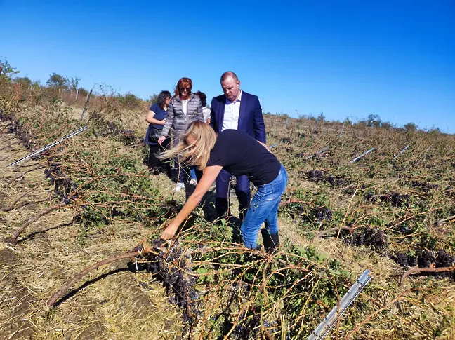 Зам.-министърът на земеделието: 2 500 дка лозови масиви опустошени след бурята в Поморие
