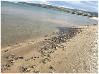 Мокри кърпички замърсиха морето край плаж във Варна