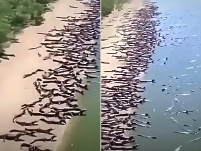 Нашествие на хиляди крокодили на плаж в Бразилия уплаши местните (видео)