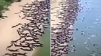 Нашествие на хиляди крокодили на плаж в Бразилия уплаши местните (видео)