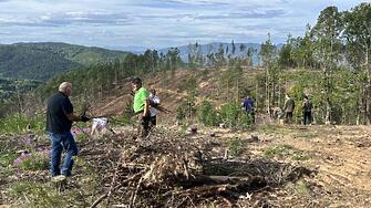 Служители на ЮЗДП почистиха горски площи повредени след пожарМиналата година