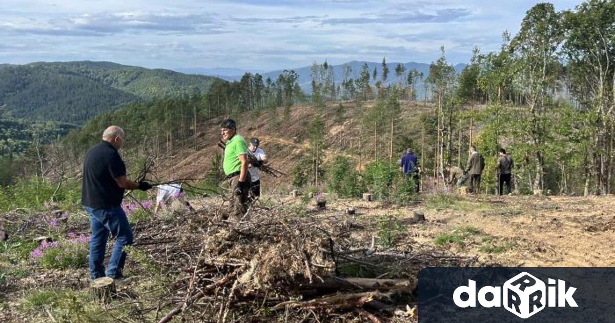 Служители на ЮЗДП почистиха горски площи, повредени след пожарМиналата година