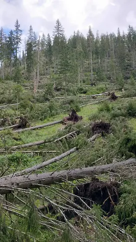 Над 1 000 дка горски територии са пострадали при бурята в Южна България 