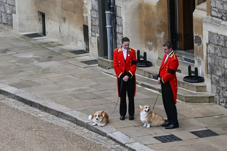 Кучетата на кралицата очакват нейното последно пристигане в Уиндзор