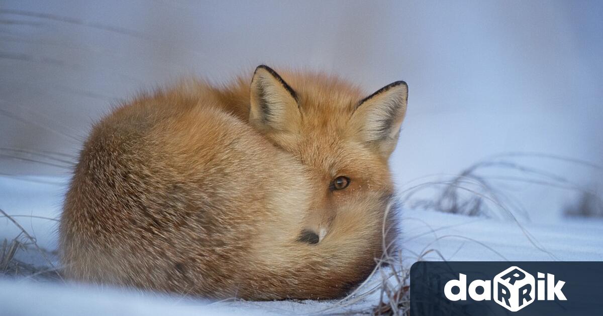 В Словения падна сняг, който продължава да вали, а температурата