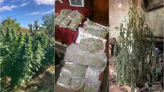 Иззеха над 17 кг канабис в Димитровград и две села