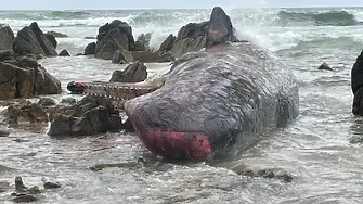 Четиринадесет млади кашалоти са открити мъртви на плаж в Австралия