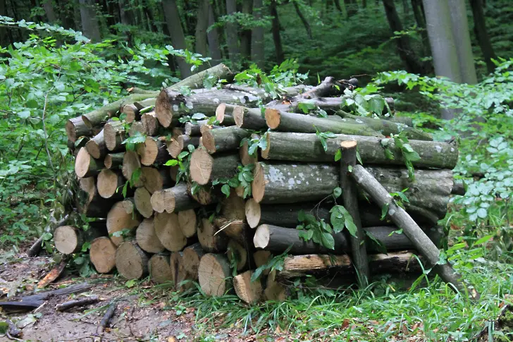 Над 23 000 домакинства в Североизтока са снабдени с дърва за огрев