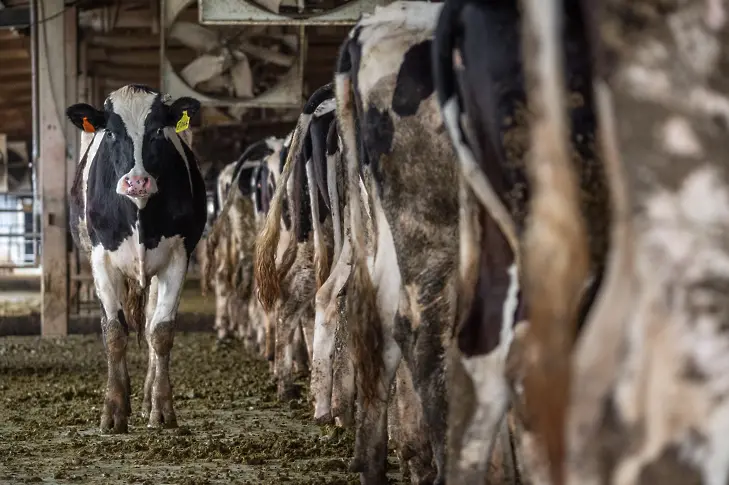 Швейцарците решават дали да забранят промишленото животновъдство