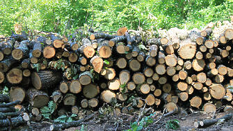 Дърва за огрев без разрешително задигнати от сечище в района