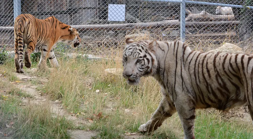 Тигри и леопарди са новите обитатели на варненския зоопарк (СНИМКИ)