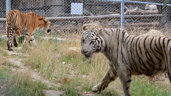 Три бенгалски тигъра един мъжки и два женски два