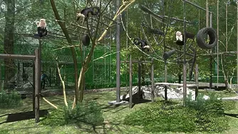 Рестартират проекта за зоопарка с нова концепция