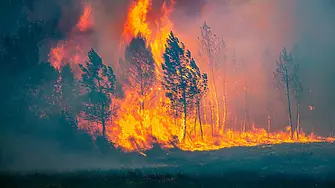 Около 200 дка гора изгоря край Пъстрогор