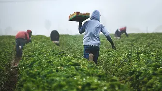 Българските работници в селското стопанство в Италия са най-много на брой след румънските