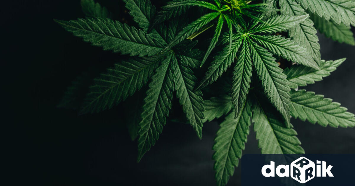 Задържаха двама млади мъже заради канабис в РУ на МВР