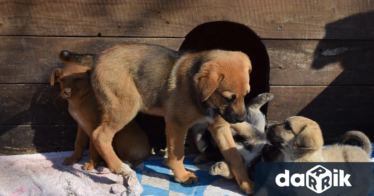 Ако търсите куче за домашен любимец, но още не сте