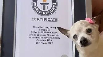 Почина Пебълс – най-старото куче в света