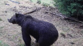 Нови 15 нападения от мечки върху домашни животни и имущество