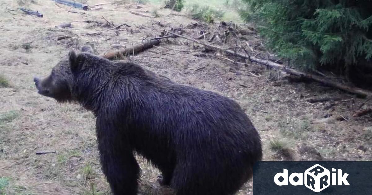 Нови 15 нападения от мечки върху домашни животни и имущество