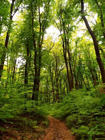 Северноцентрално държавно предприятие  залесява близо 3 000 дка нови гори до края на годината, 