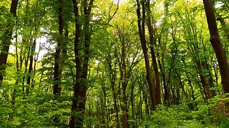 Северноцентрално държавно предприятие  залесява близо 3 000 дка нови гори до края на годината, 