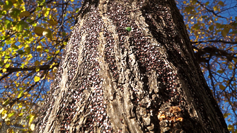 На 05 10 2022 г сряда от 08 00 часа предстои обработка против