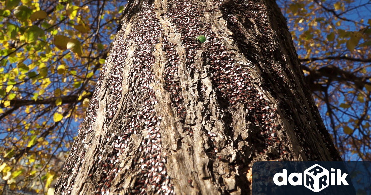 На 05.10.2022 г. (сряда) от 08:00 часа предстои обработка против