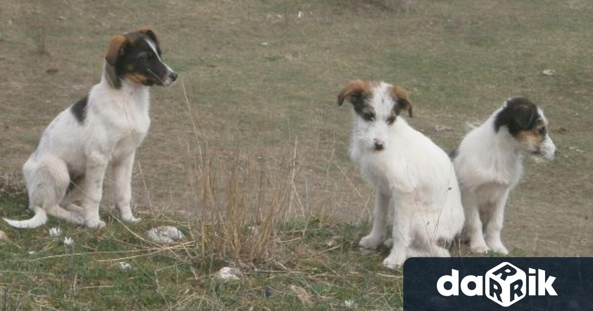 Вчера около 12:22 ч. в полицията е постъпил сигнал, че