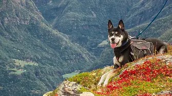 Спасителните кучета играят ключова роля в акциите в планината