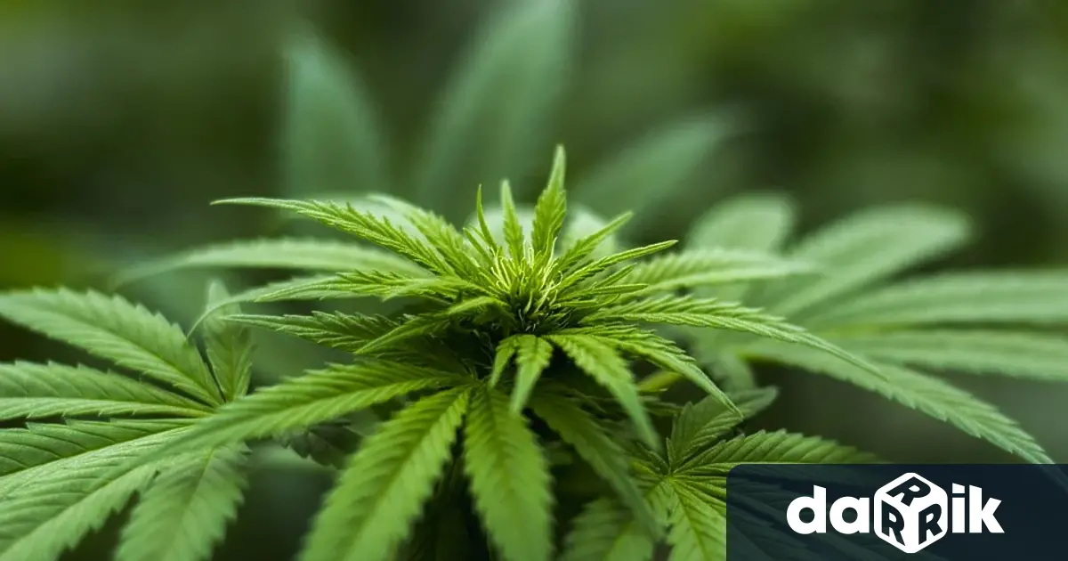 Майка от Варна подаде сигнал в полицията, че дъщеря й