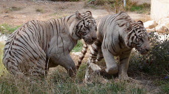 За първи път варненския зоопарк показва бенгалски тигри и леопарди Новите