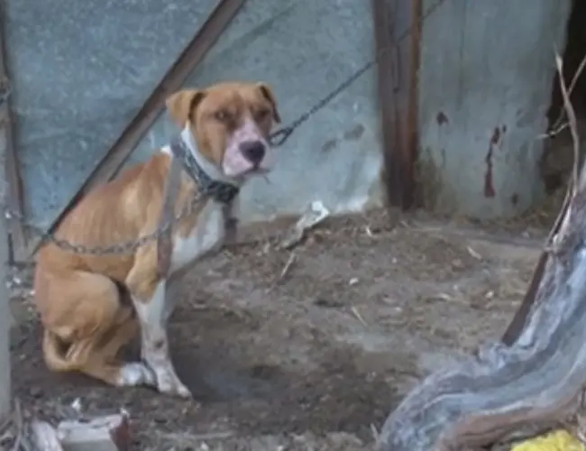 Съсед уби с пневматично оръжие кучето на жена от Белослатинско село- полицията го хвана
