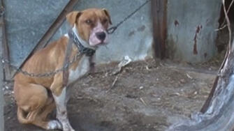 Съсед уби домашно куче в белослатинското село Търнак съобщиха от