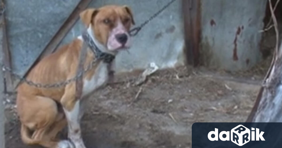 Съсед уби домашно куче в белослатинското село Търнак, съобщиха от