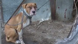 Съсед уби с пневматично оръжие кучето на жена от Белослатинско село- полицията го хвана