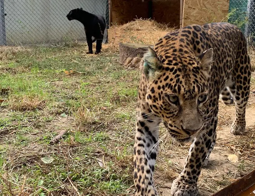 Тигри и леопарди - най-новата атракция във варненския зоопарк (СНИМКИ)