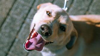 Общинският приют за безстопанствени кучета в Пловдив за втора поредна